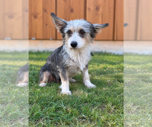Medium Photo #1 Mutt Puppy For Sale in PIPE CREEK, TX, USA