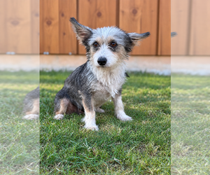 Mutt Dogs for adoption in PIPE CREEK, TX, USA