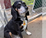 Small #2 Beagle