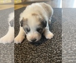 Small Photo #1 Great Pyrenees-Karakachan Mix Puppy For Sale in ASH FLAT, AR, USA