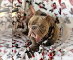 Small #5 French Bulldog