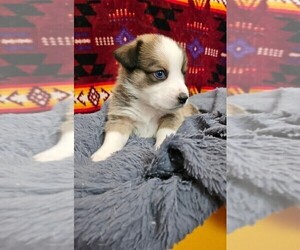American Corgi Puppy for sale in COMMERCE CITY, CO, USA