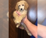 Small #2 Poodle (Standard)