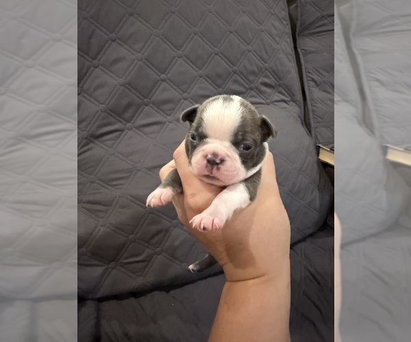 Medium Photo #4 Boston Terrier Puppy For Sale in FREDONIA, KS, USA