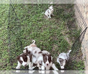 Border Collie Puppy for Sale in DALLAS, Texas USA