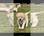 Small Photo #5 Labrador Retriever Puppy For Sale in GERBER, CA, USA