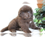 Small Photo #3 Newfoundland Puppy For Sale in SHILOH, OH, USA
