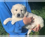 Image preview for Ad Listing. Nickname: Litter of 10