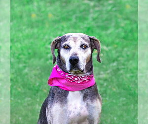 Skye - Female Catahoula Leopard Dog-Unknown Mix Dog for Adoption - Photo #13