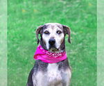 Small Photo #13 Catahoula Leopard Dog-Unknown Mix Puppy For Sale in Unionville, PA, USA