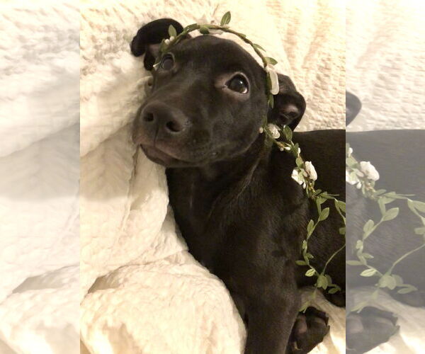 Medium Photo #9 Labrador Retriever Puppy For Sale in Holly Springs, NC, USA