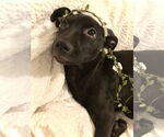 Small #8 Labrador Retriever