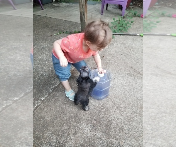 Medium Photo #3 Schnauzer (Miniature) Puppy For Sale in CANBY, OR, USA