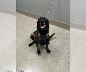 Mutt Dogs for adoption in Las Vegas, NV, USA