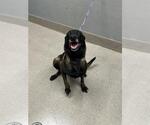 Small Mutt