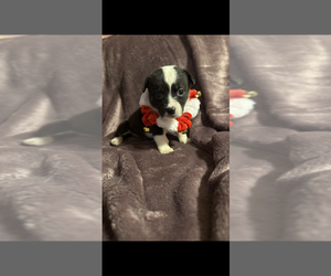 Pembroke Welsh Corgi Puppy for Sale in DALLAS, Texas USA