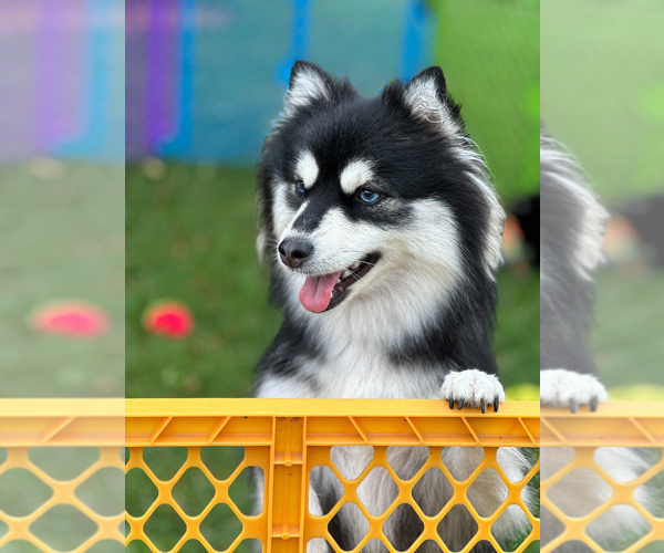 Medium Photo #1 Pomsky Puppy For Sale in GREENVILLE, MI, USA