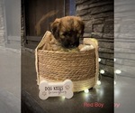 Puppy 2 Poodle (Miniature)-Whoodle Mix