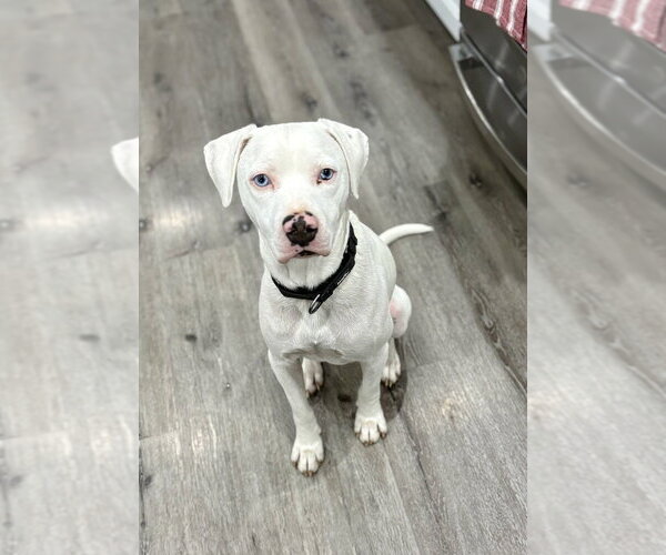 Medium Photo #22 Labrador Retriever-Unknown Mix Puppy For Sale in Brewster, NY, USA