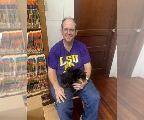 Medium Photo #3 Yorkshire Terrier Puppy For Sale in DENHAM SPRINGS, LA, USA