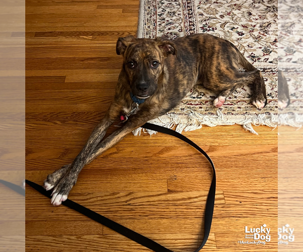Medium Photo #8 Boxer-Plott Hound Mix Puppy For Sale in Washington, DC, USA