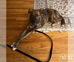 Small #7 Boxer-Plott Hound Mix