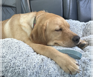 Marley. Urgently needs foster or adopter - Male Golden Retriever Dog for Adoption - Photo #3