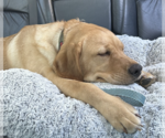 Small Photo #3 Golden Retriever Puppy For Sale in Decatur, GA, USA