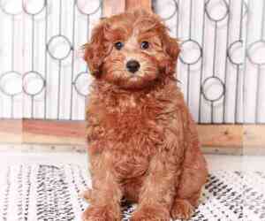 Poodle (Miniature) Puppy for sale in NAPLES, FL, USA