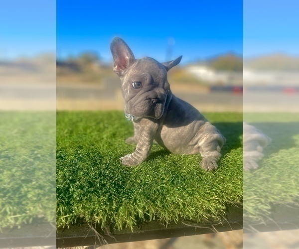 Medium Photo #7 French Bulldog Puppy For Sale in TUCSON, AZ, USA