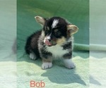 Puppy Bob Pembroke Welsh Corgi