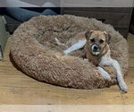 Small #3 Border Terrier Mix