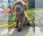 Small #5 Labrador Retriever