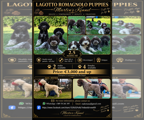 Medium Photo #1 Lagotto Romagnolo Puppy For Sale in Skopje, Karpos, Macedonia