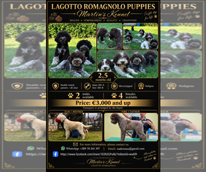 Lagotto Romagnolo Puppy for sale in Skopje, Karpos, Macedonia