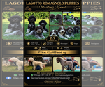 Small Lagotto Romagnolo