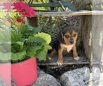 Puppy archie Puggle