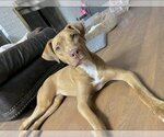 Small Photo #7 Unknown-Vizsla Mix Puppy For Sale in Royse City, TX, USA