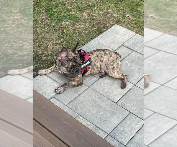 Medium Photo #8 French Bulldog Puppy For Sale in METHUEN, MA, USA