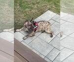 Small #7 French Bulldog