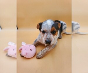 Australian Cattle Dog Puppy for sale in GOSHEN, IN, USA