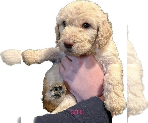 Medium Photo #2 Goldendoodle Puppy For Sale in FLORA, MS, USA