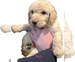 Small Photo #2 Goldendoodle Puppy For Sale in FLORA, MS, USA