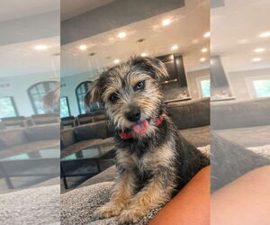 Mutt Dogs for adoption in Grafton, WI, USA