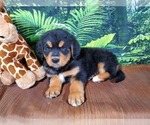 Small Photo #8 Golden Mountain Dog Puppy For Sale in BLACK FOREST, CO, USA