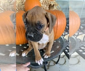 Boxer Puppy for sale in SAN ANTONIO, TX, USA