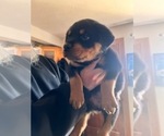 Puppy Blue Colar Rottweiler