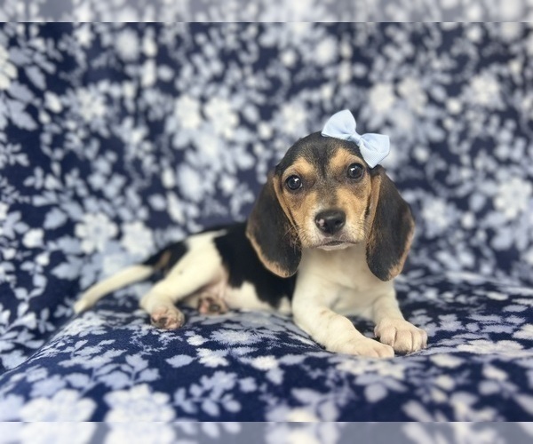 Medium Photo #10 Beagle Puppy For Sale in LAKELAND, FL, USA