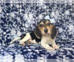Small #9 Beagle