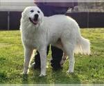 Small #5 Great Pyrenees